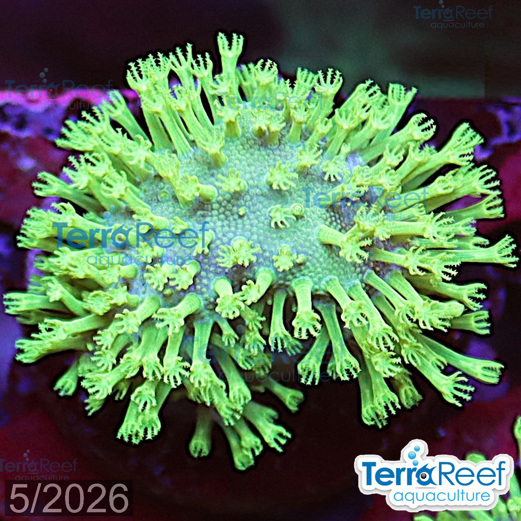 Tyree Green Sarcophyton Toadstool Leather aquacultured WYSIWYG coral frag for reef aquarium