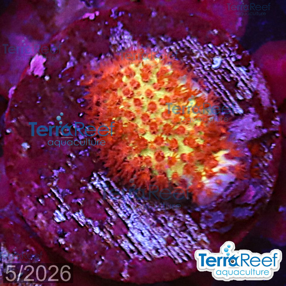 Burning Banana Stylocoeniella WYSIWYG Frag 12MidRight