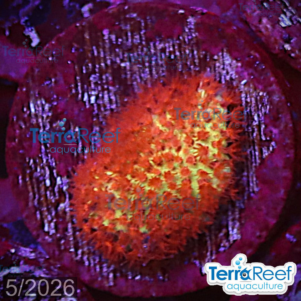 Burning Banana Stylocoeniella WYSIWYG Frag 13MidLeft