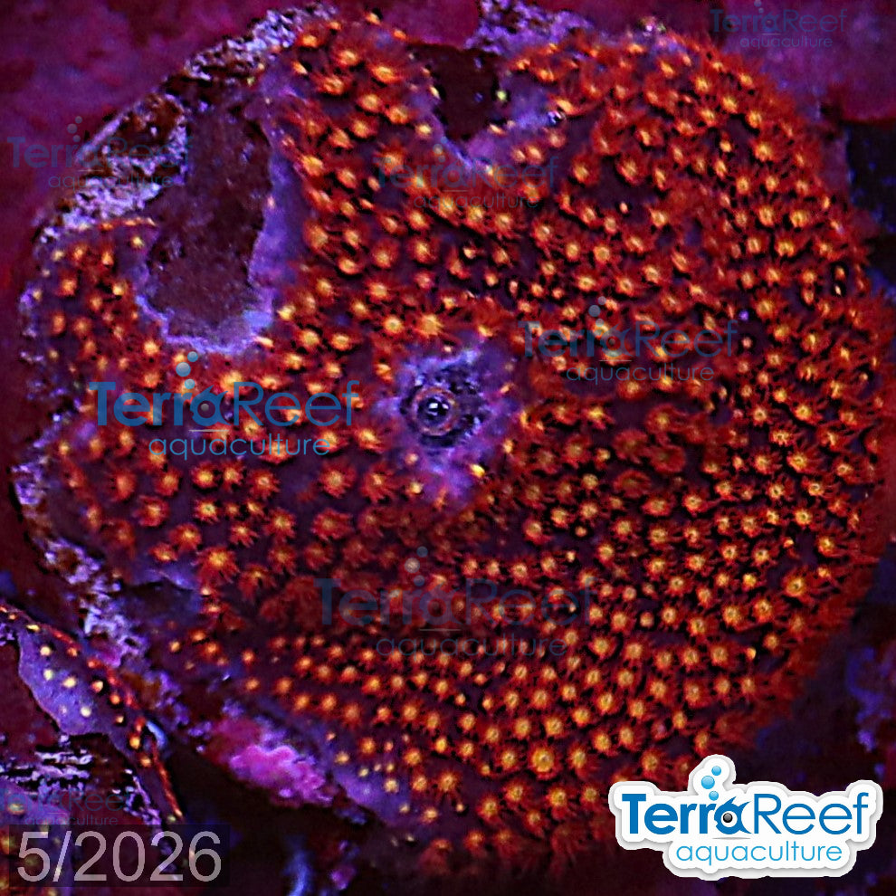 Stardust "Stylo" Stylocoeniella WYSIWYG Frag 9Right