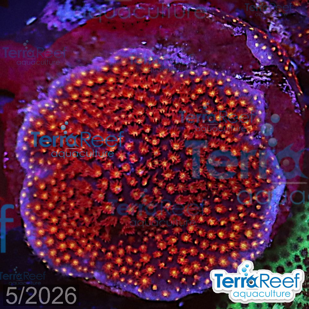 Stardust Stylo aquacultured WYSIWYG Stylocoeniella coral frag for reef aquarium