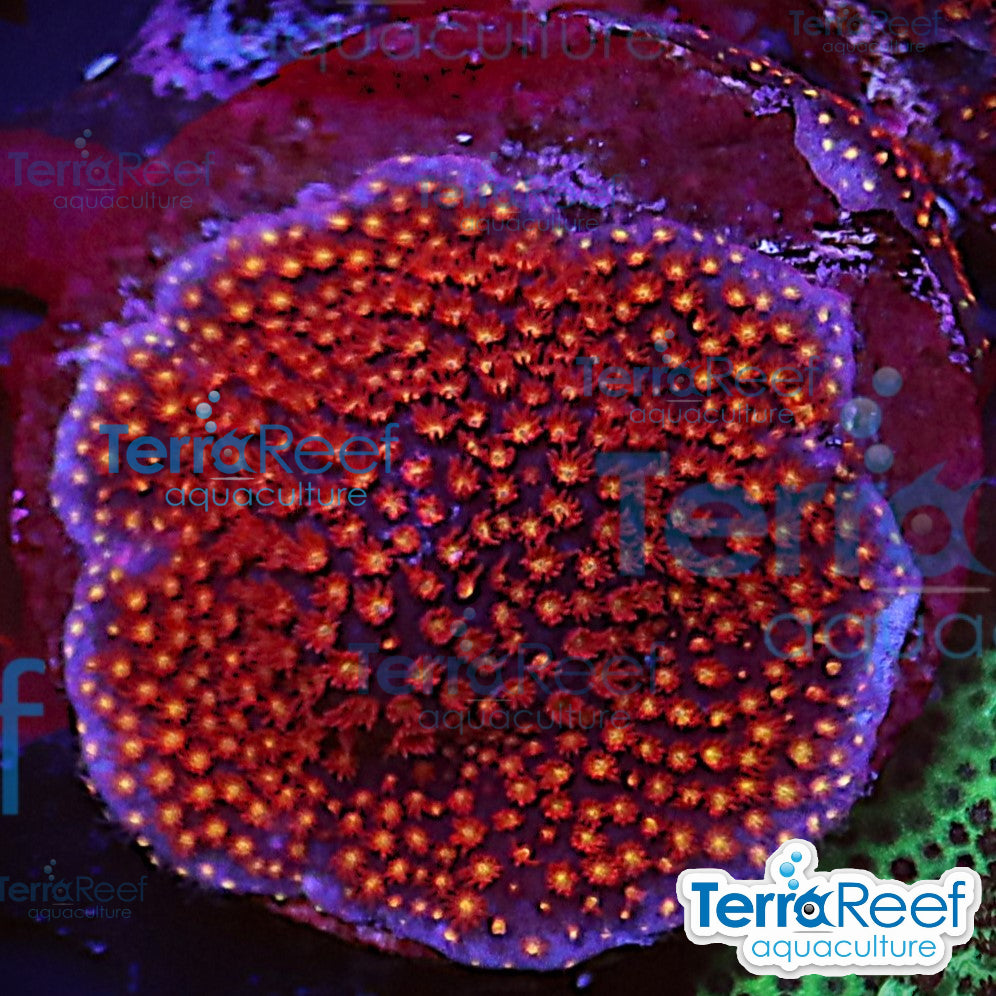 Stardust "Stylo" Stylocoeniella aquacultured coral frag for reef aquarium