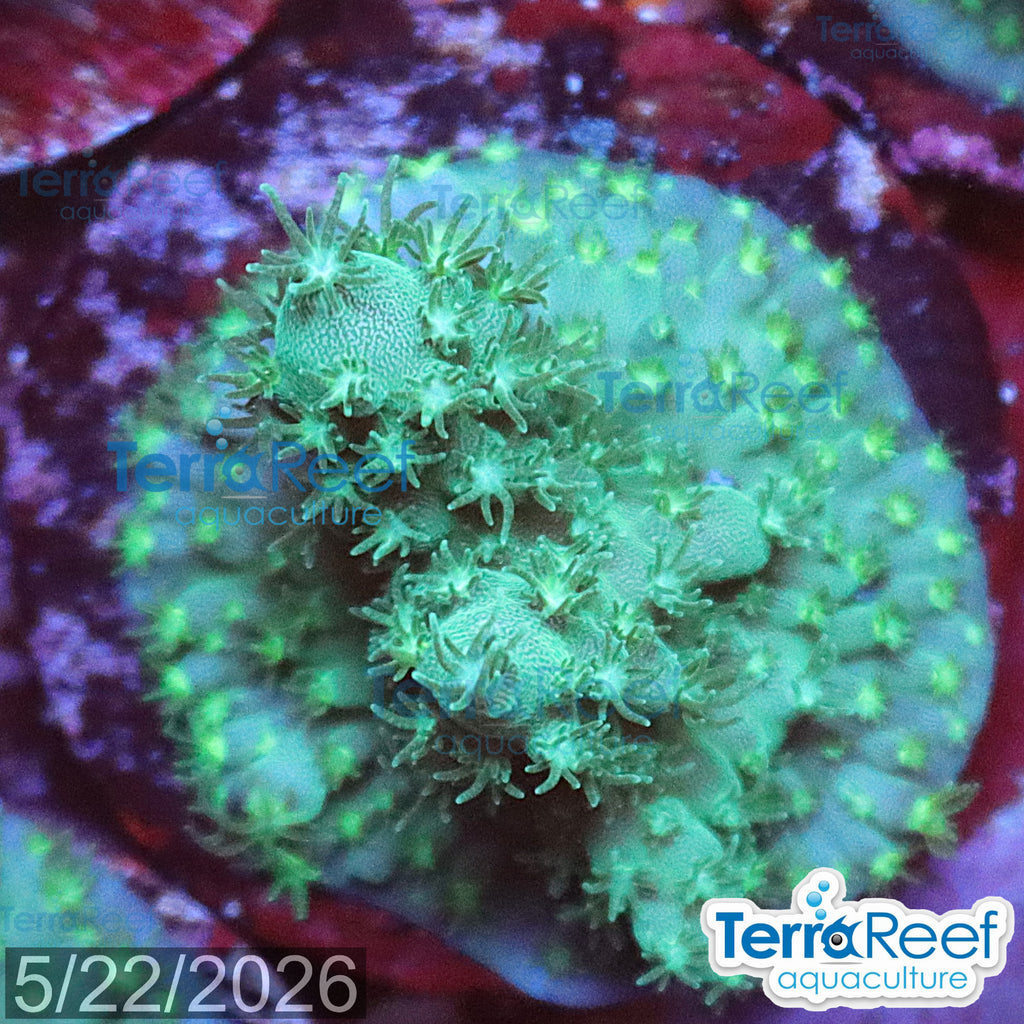 Stubby Finger Acro WYSIWYG Frag 22