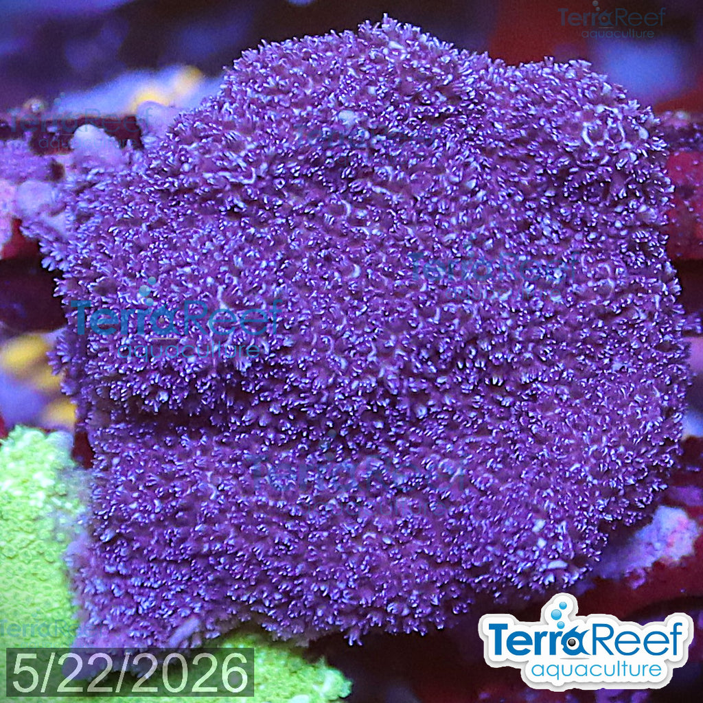Purple Montipora Digi Coral WYSIWYG Frag 15Right