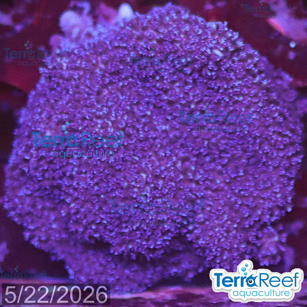Purple Montipora Digi Coral WYSIWYG Frag 16Left