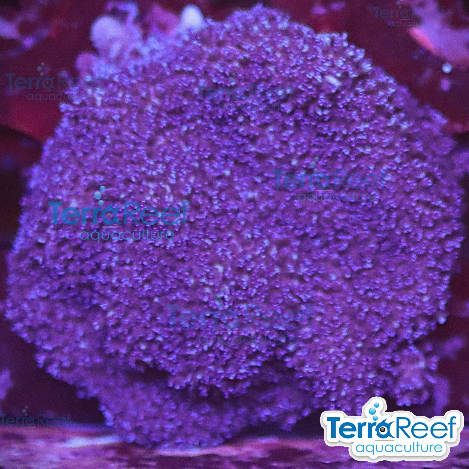 Aquacultured Purple Montipora digitata branching coral frag