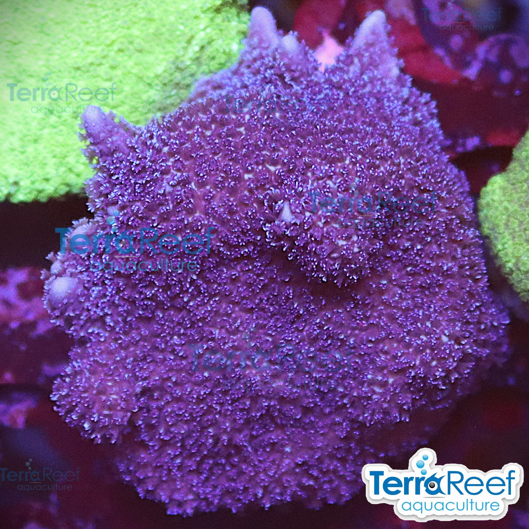 Purple Montipora digitata aquacultured coral frag for reef aquarium