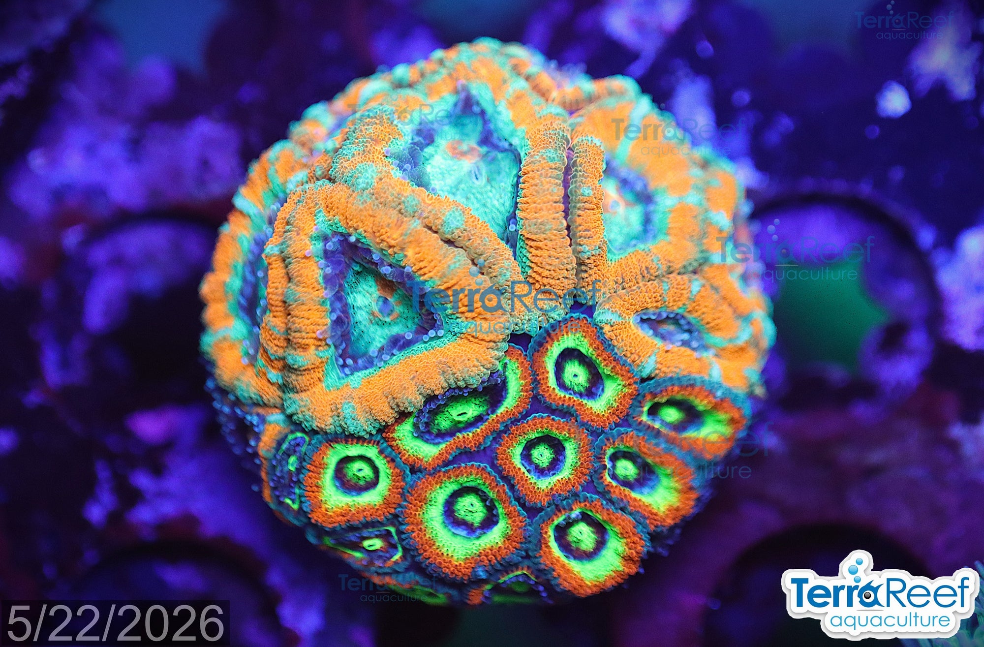 Holy Grail AND Raging Storm Micromussa Coral Duo Frag WYSIWYG