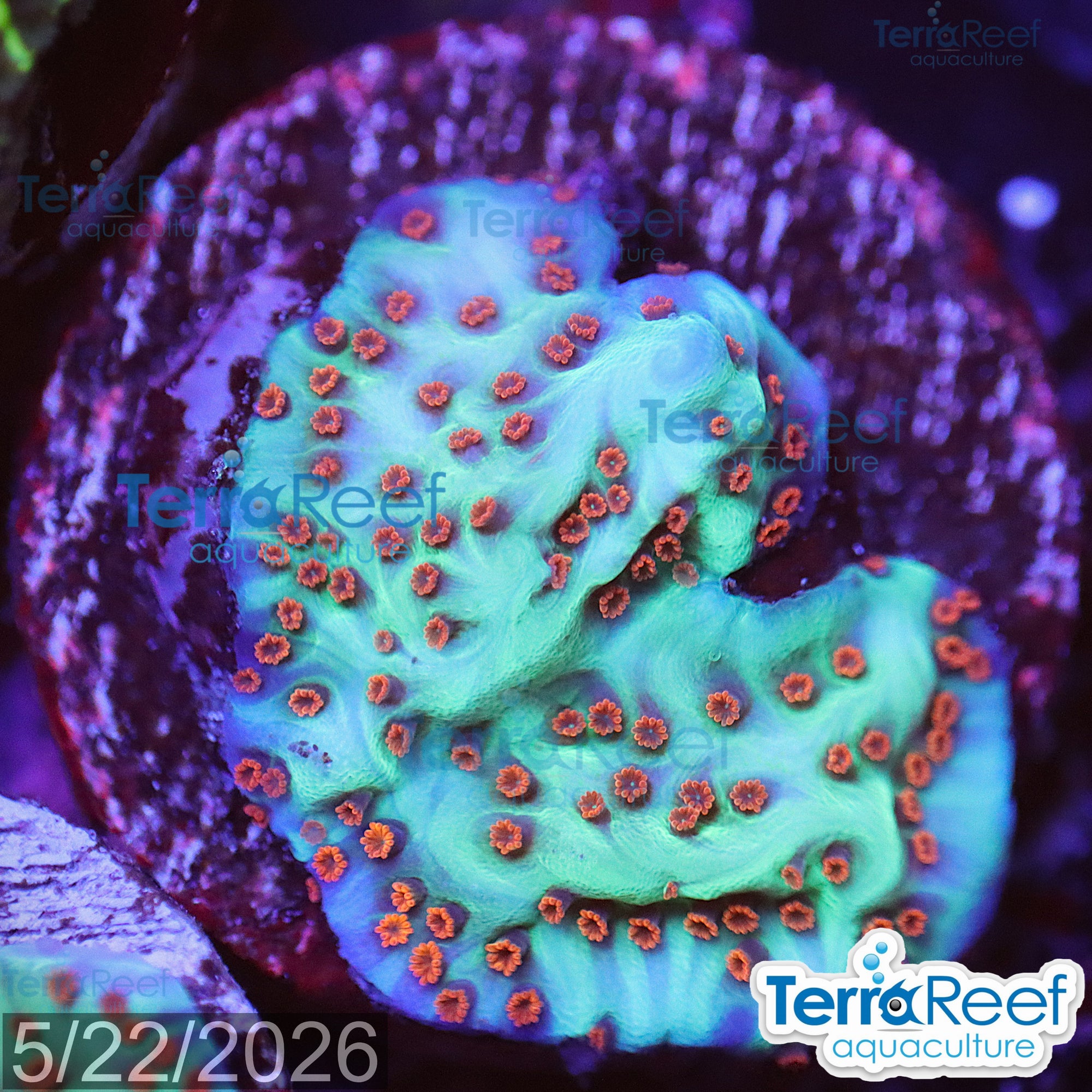 Mind Trick Montipora WYSIWYG Frag 30ClearTopRight
