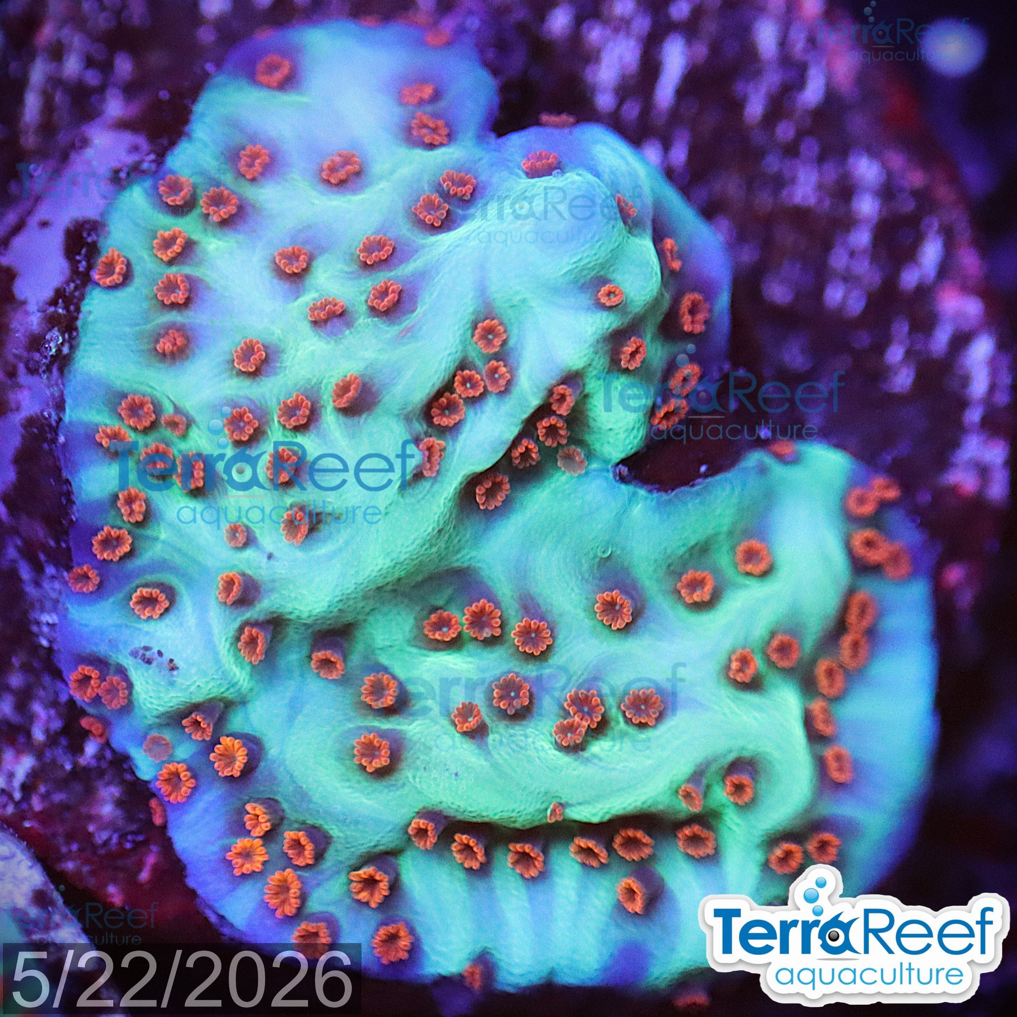 Mind Trick Montipora WYSIWYG Frag 30ClearTopRight