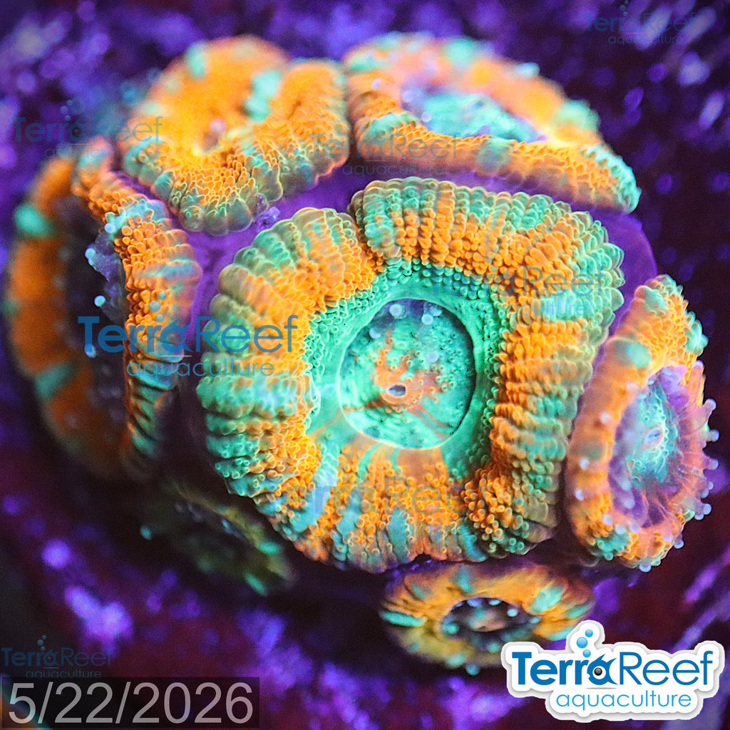 Raging Storm Micromussa "Acan lord" WYSIWYG Frag 25DeskMiddle