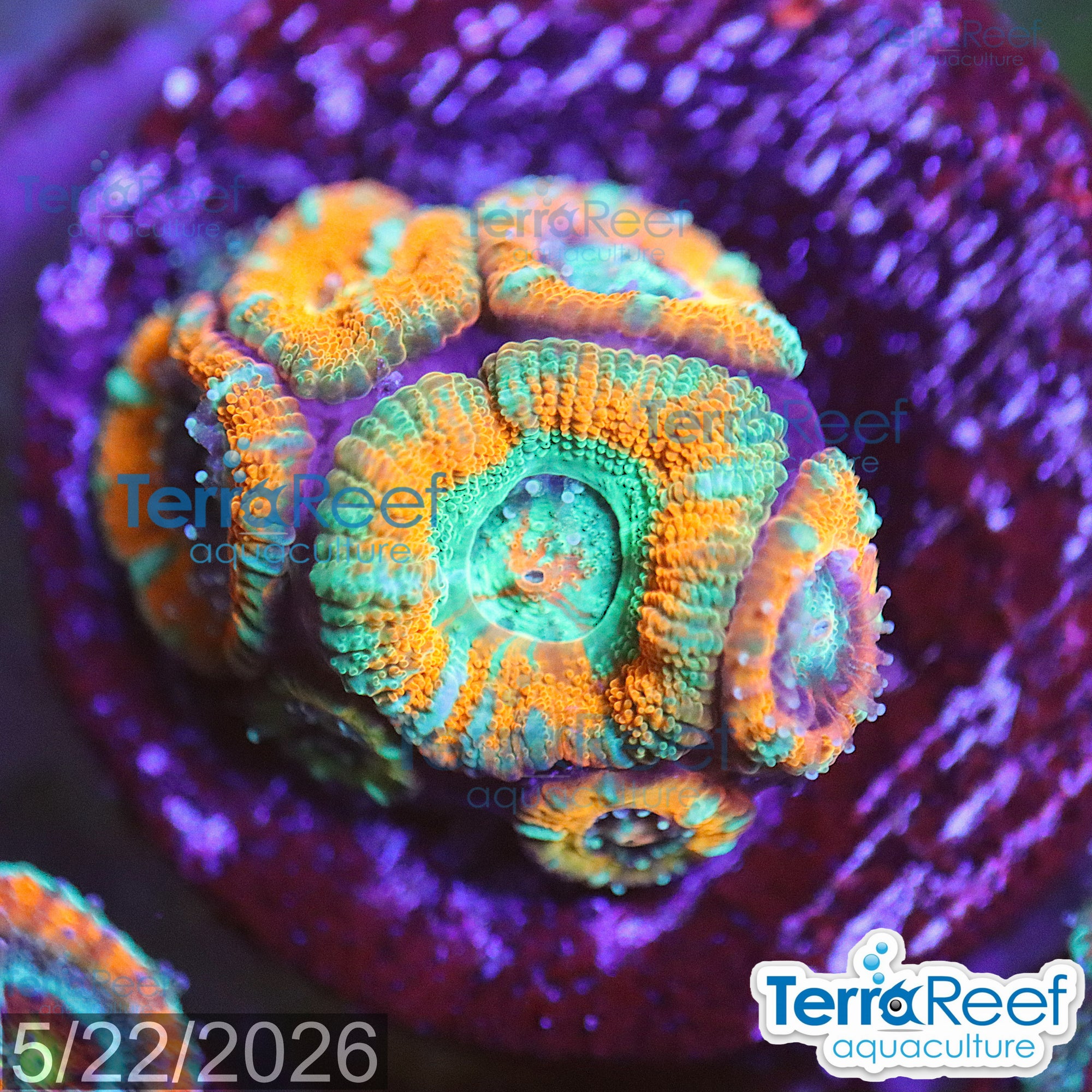 Raging Storm Micromussa "Acan lord" WYSIWYG Frag 25DeskMiddle