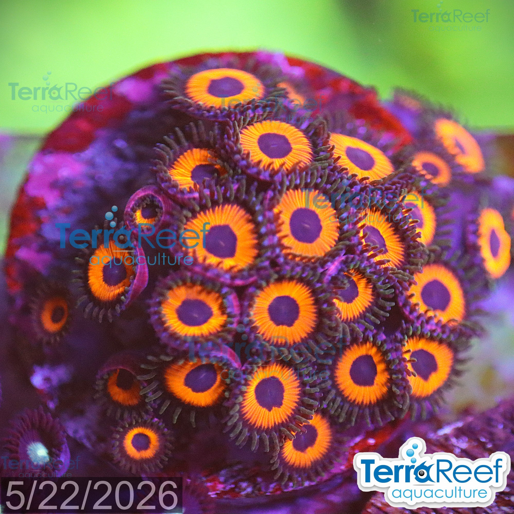 Red Zoanthids Coral WYSIWYG Frag 34TopLeftDesk