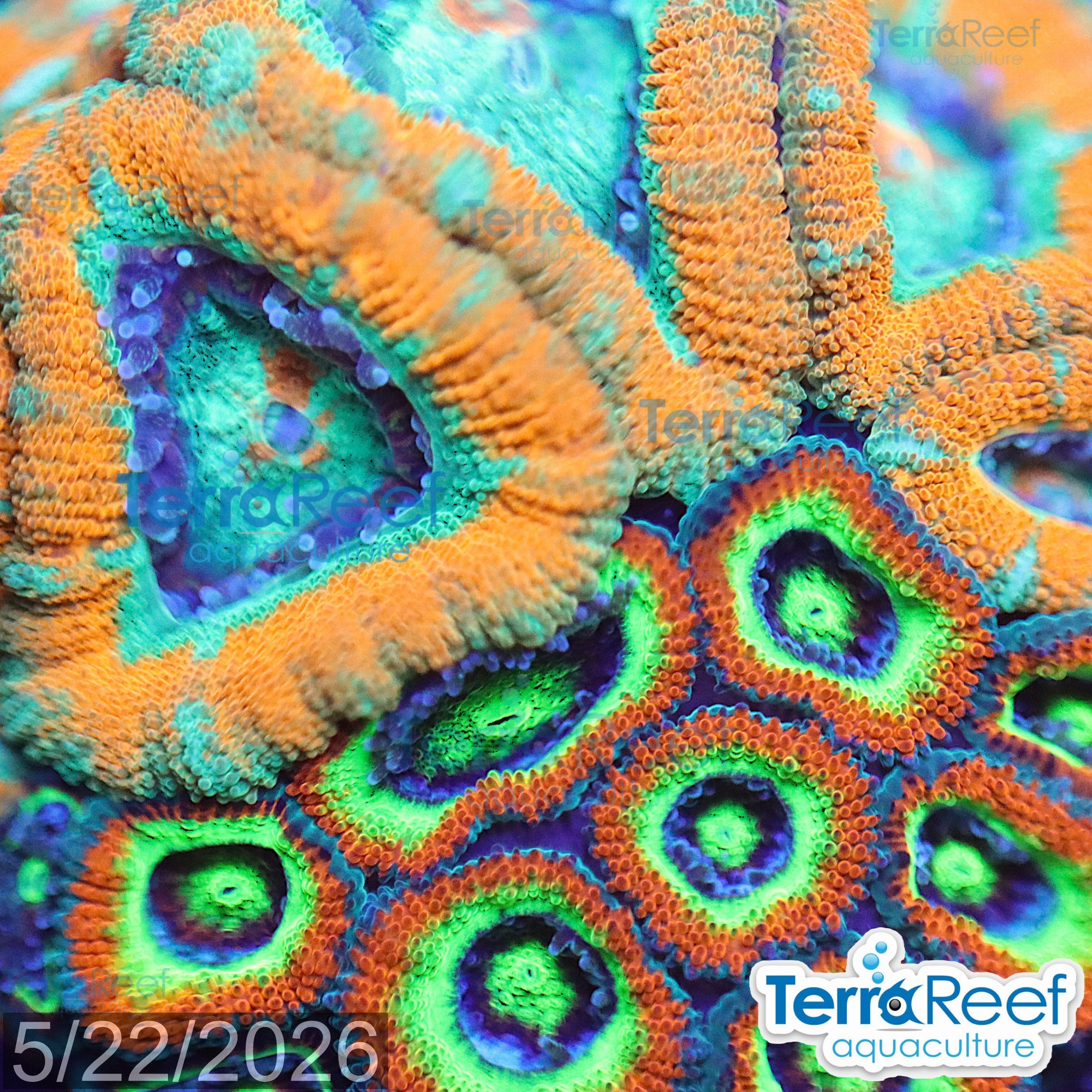 Aquacultured WYSIWYG Holy Grail Micromussa coral frag for reef aquarium