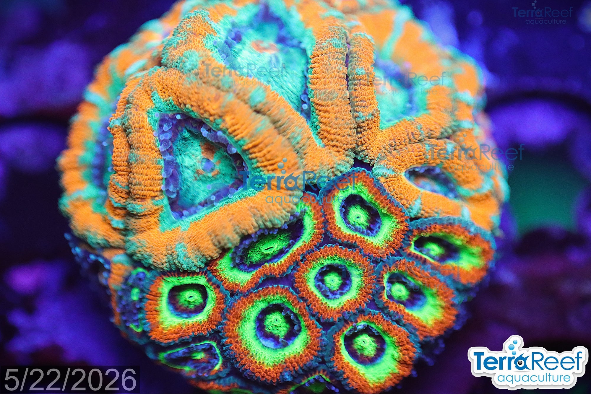 Holy Grail AND Raging Storm Micromussa Coral Duo Frag WYSIWYG