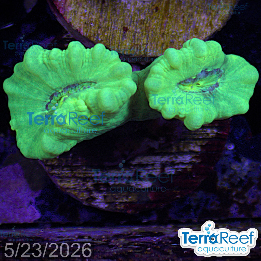Nuclear Trumpet (Candy Cane Coral) WYSIWYG Frag 12Left