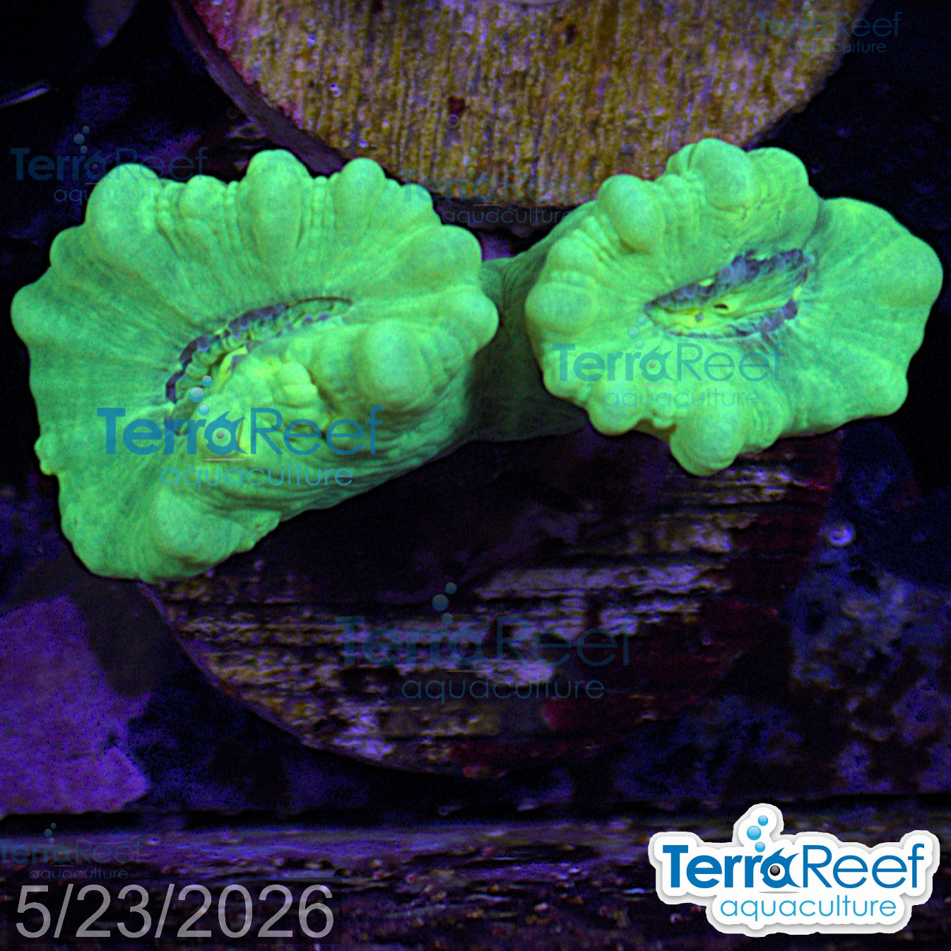 Nuclear Trumpet (Candy Cane Coral) WYSIWYG Frag 12Left