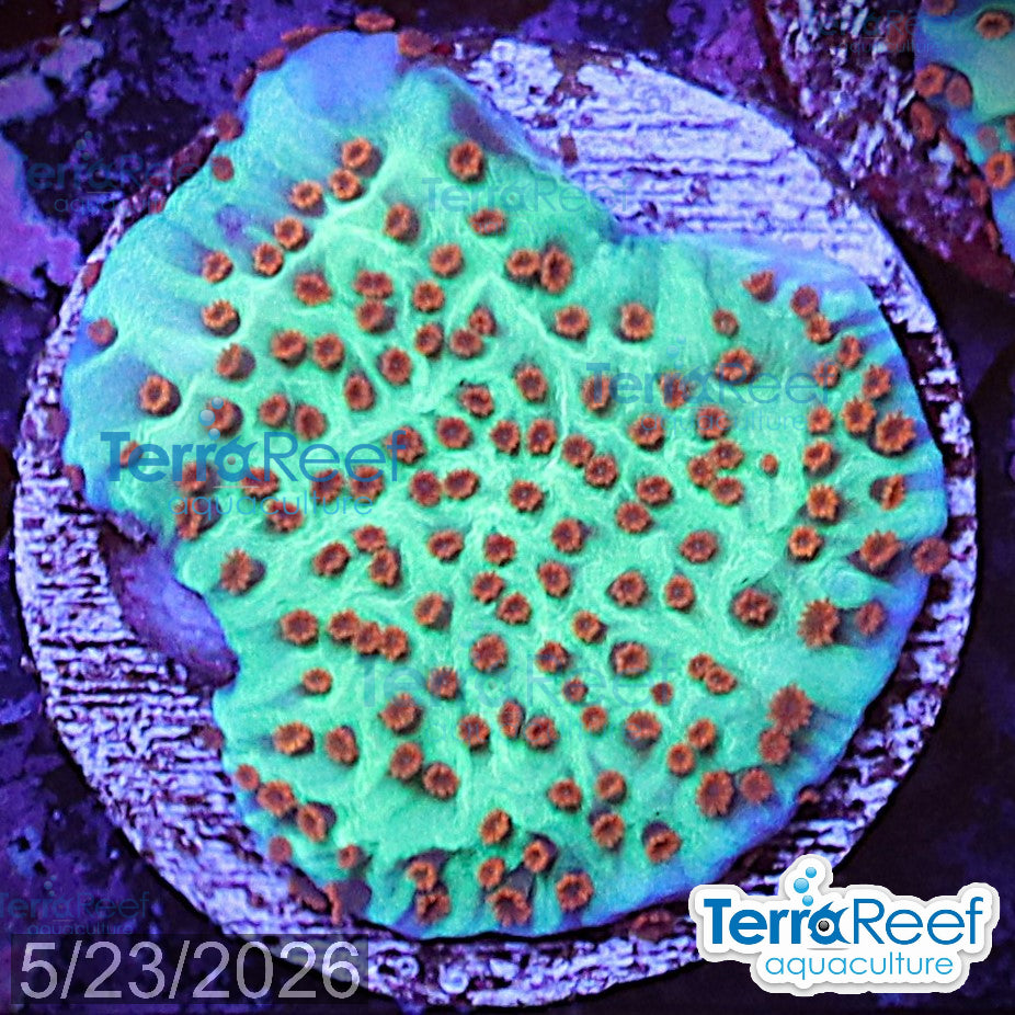 Mind Trick Montipora WYSIWYG Frag 31LeftClear