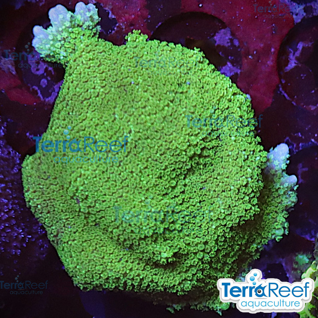 Green Montipora digitata aquacultured coral frag for reef aquarium