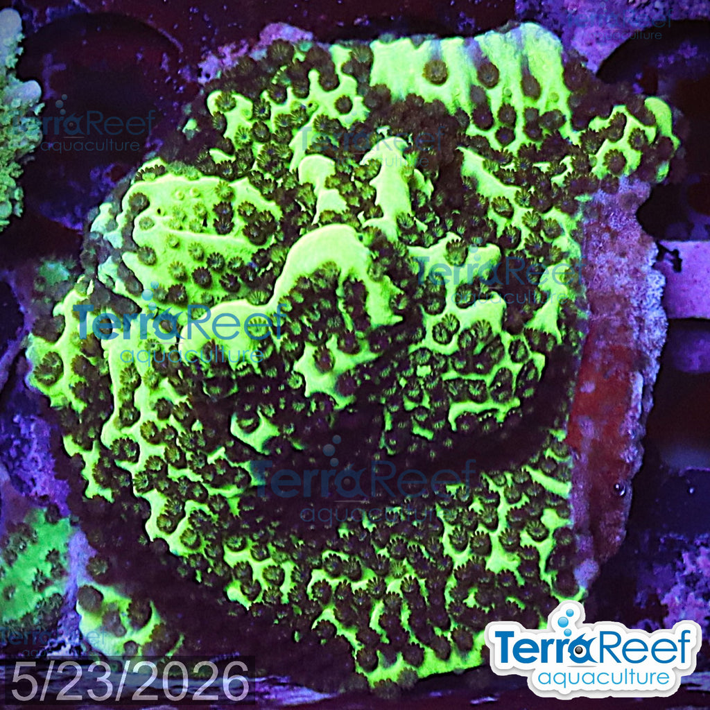 Montipora spongodes WYSIWYG Frag 23Left