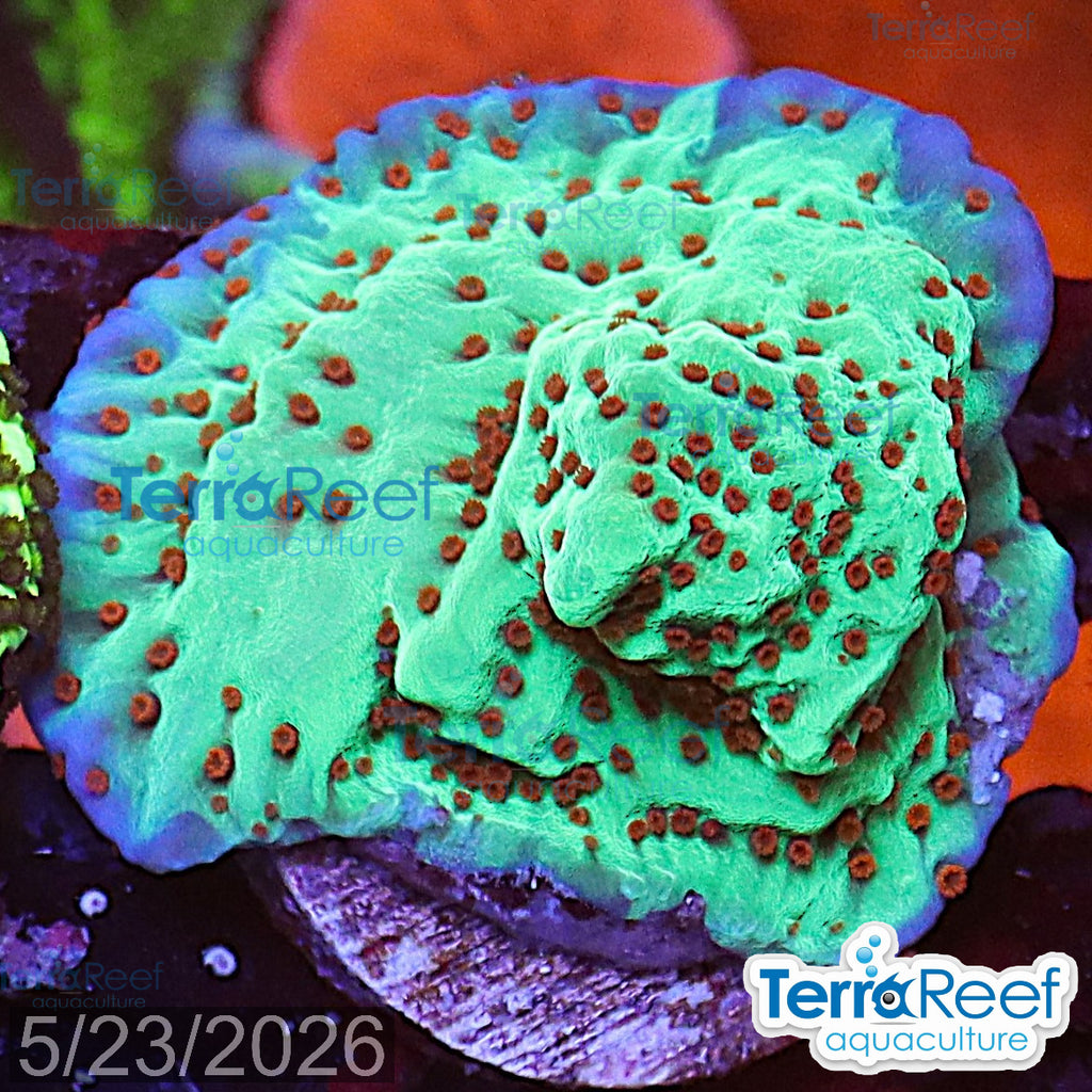 Mind Trick Montipora WYSIWYG Frag 29Right