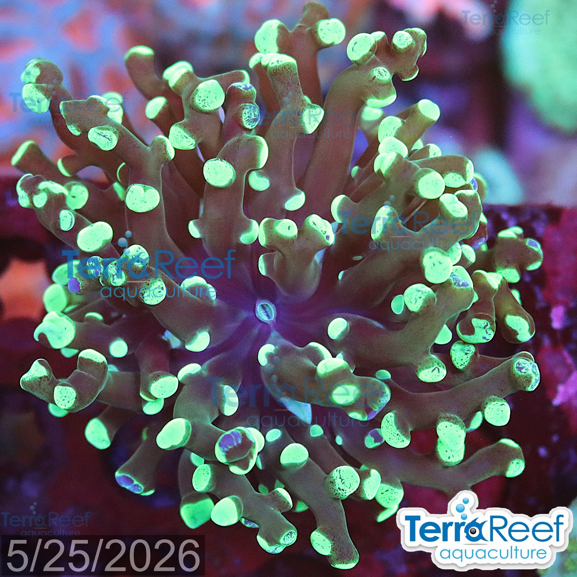 Green frogspawn WYSIWYG Frag 60Right