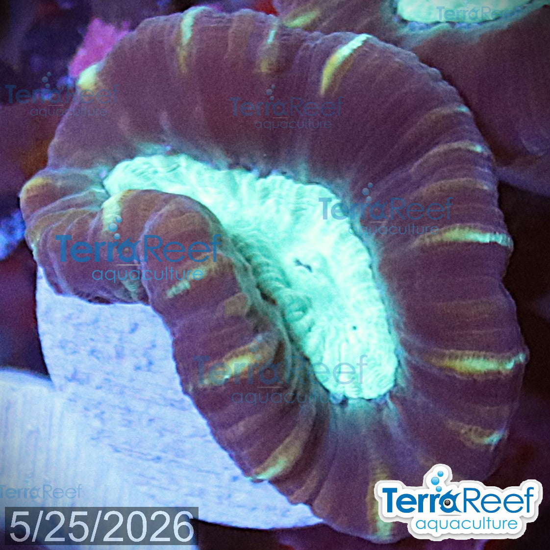 Pinwheel Candy Cane coral aquacultured WYSIWYG coral for reef aquarium