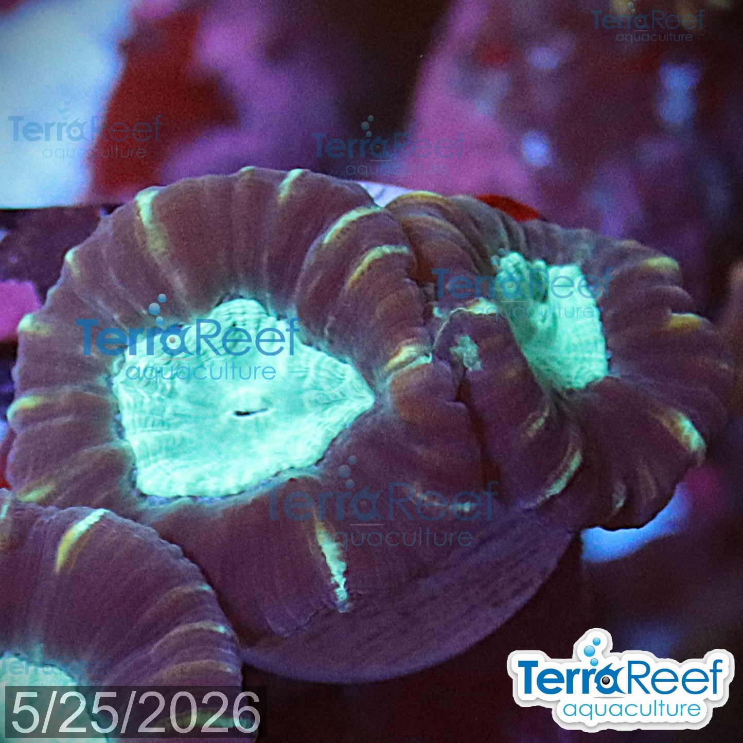 Pinwheel Candy Cane coral aquacultured WYSIWYG coral for reef aquarium