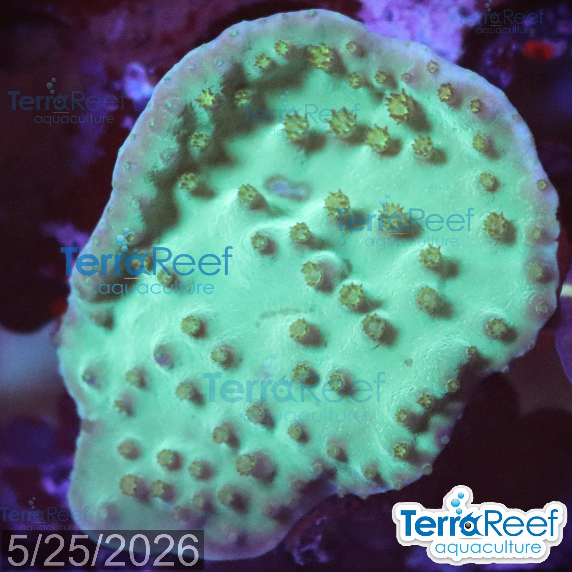 Aquacultured WYSIWYG green scroll coral frag for reef aquarium