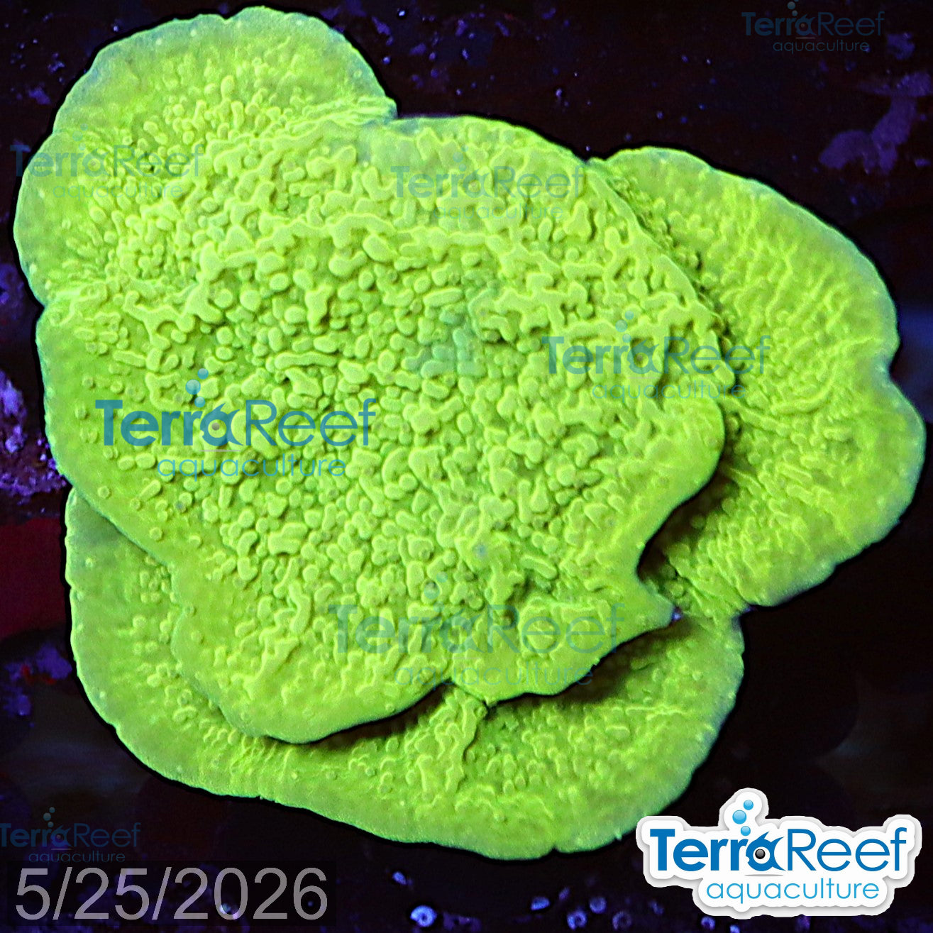 Green Montipora capricornis WYSIWYG Frag 35MidLeft