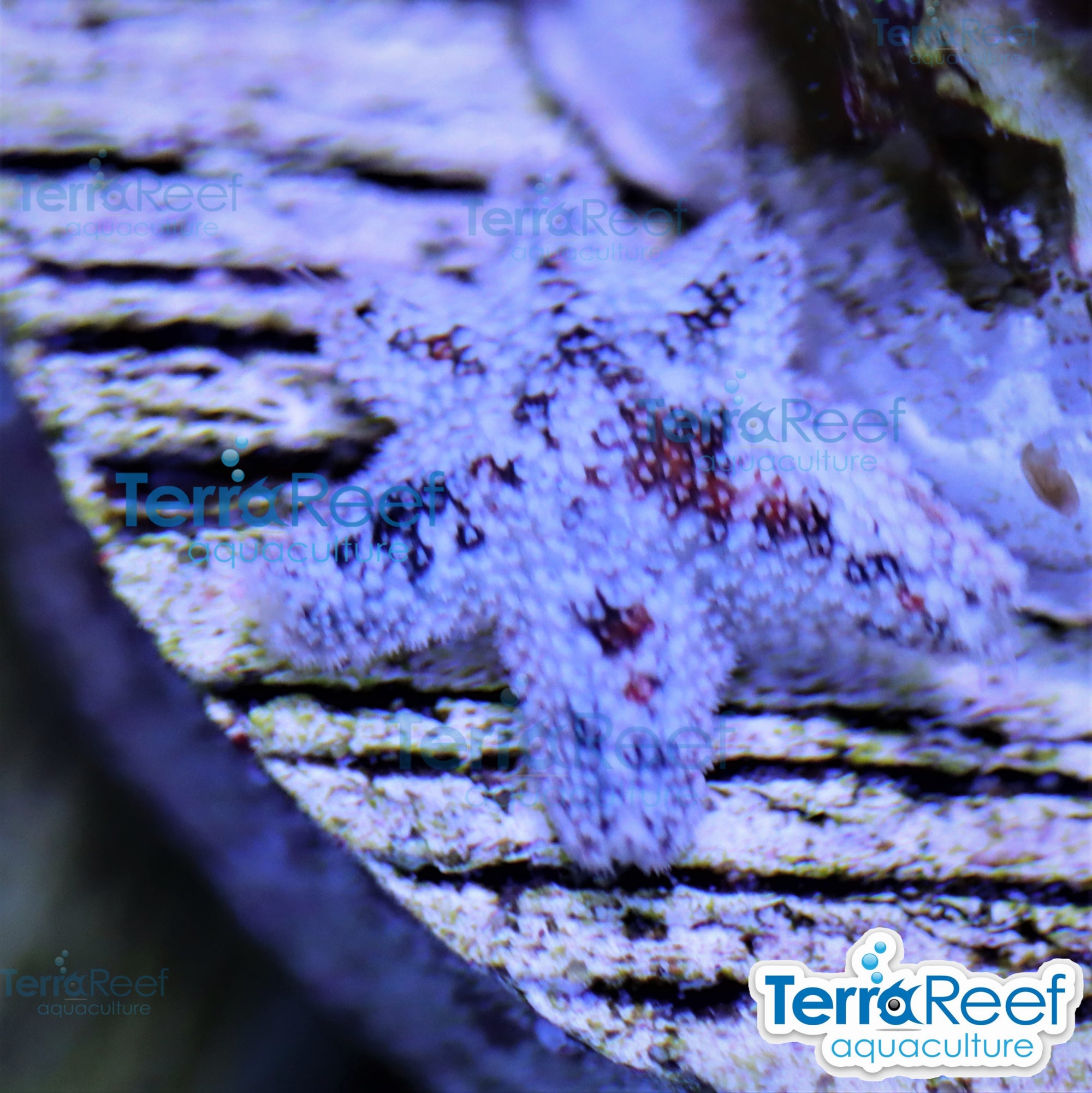 Small Asterina sea stars aquacultured food source for reef aquarium shrimp