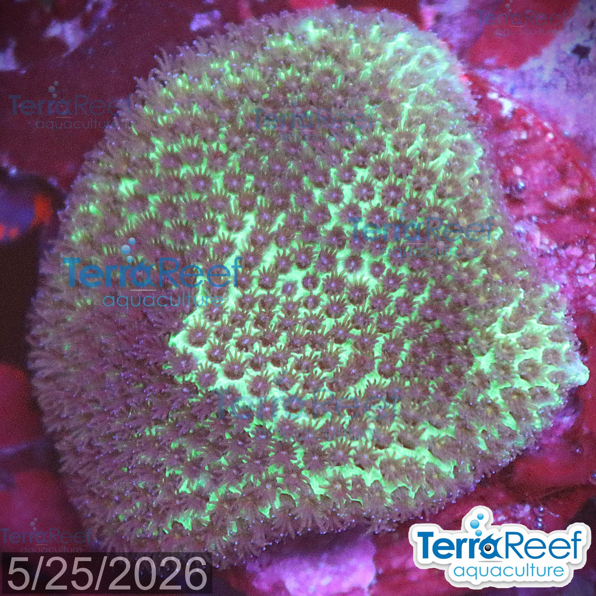 Sand Dollar coral WYSIWYG Frag 6