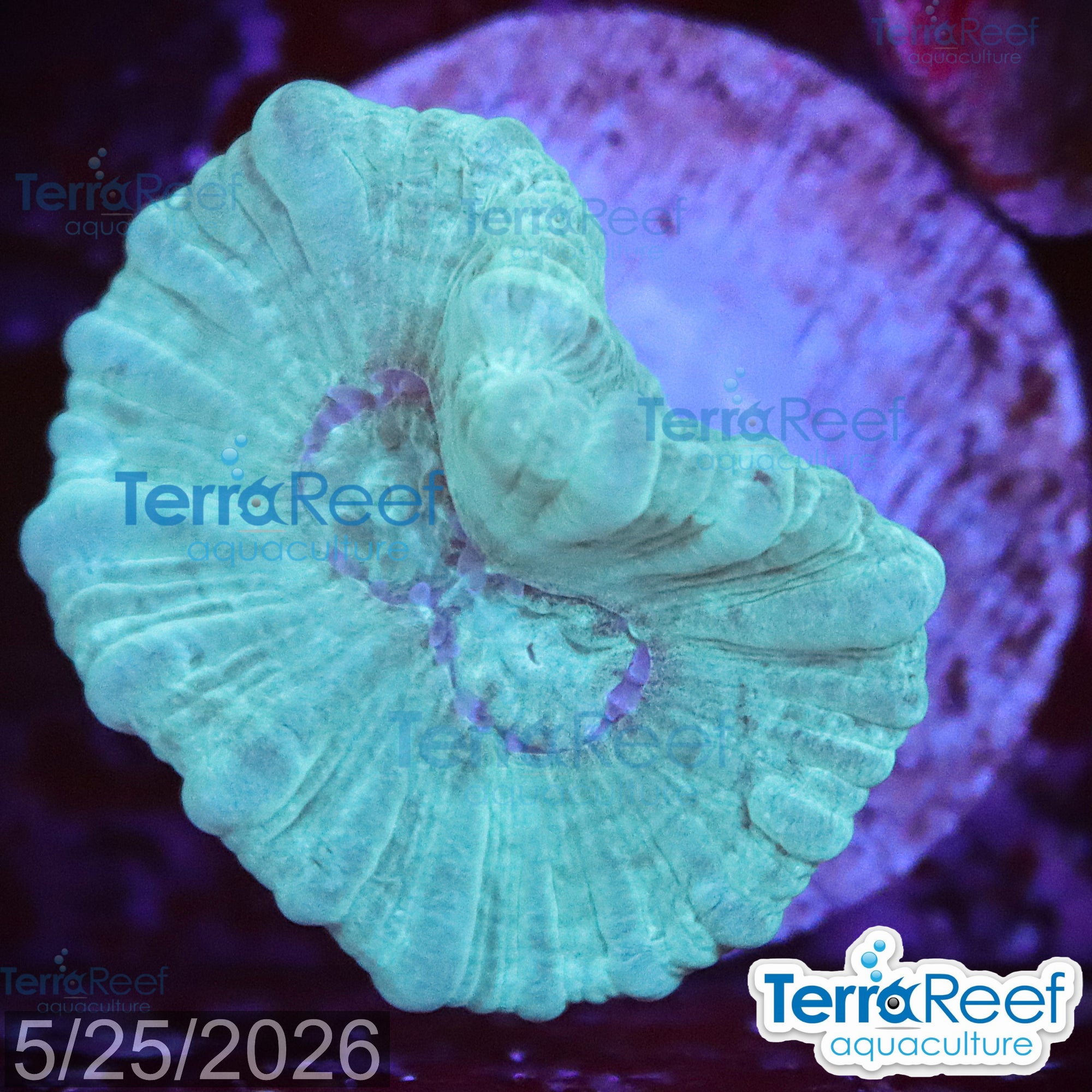 Green Candy Cane Caulastrea aquacultured Qted WYSIWYG coral frag for reef tank