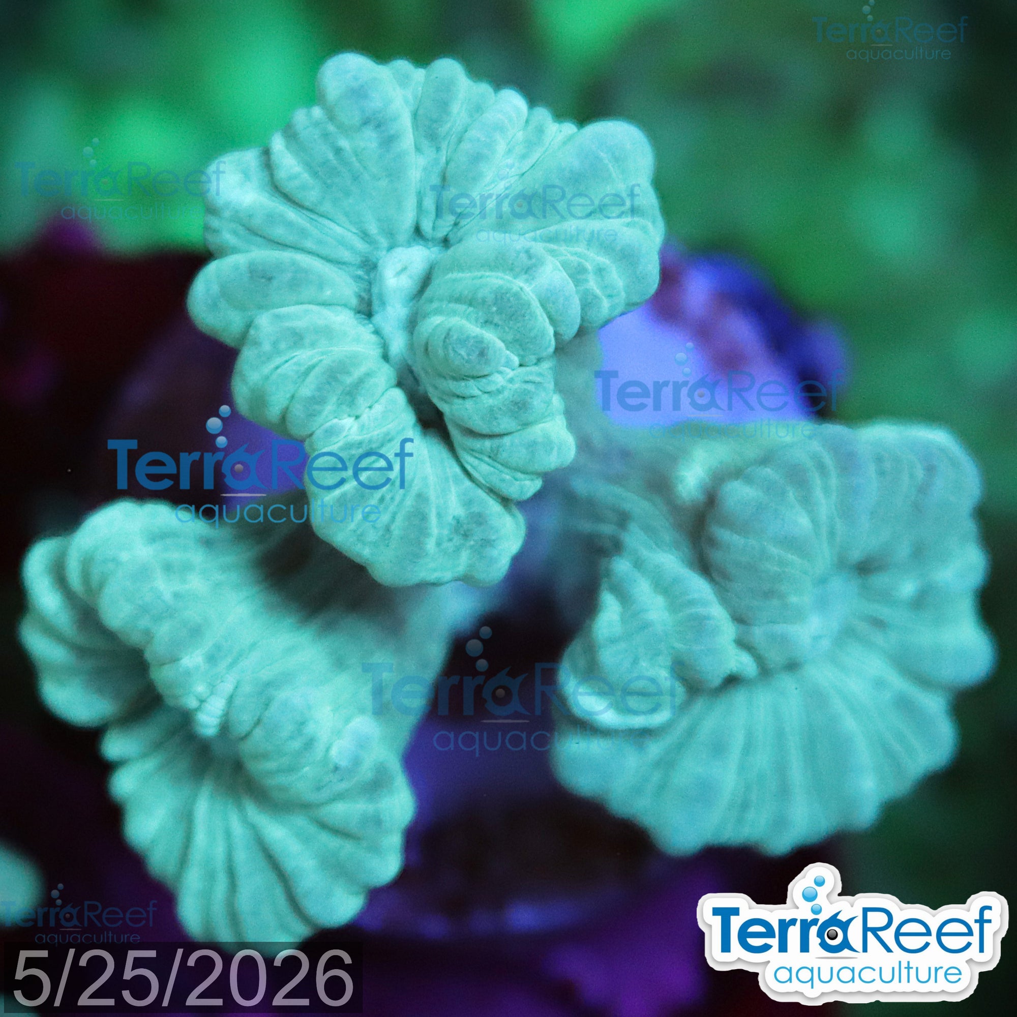 Green Candy Cane WYSIWYG Frag Caulastrea 54Right