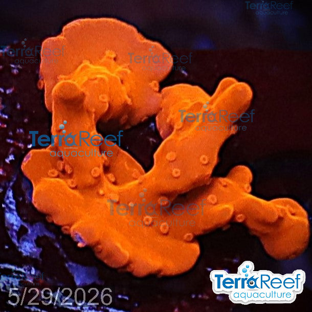 Montipora setosa Coral WYSIWYG Frag 40Right