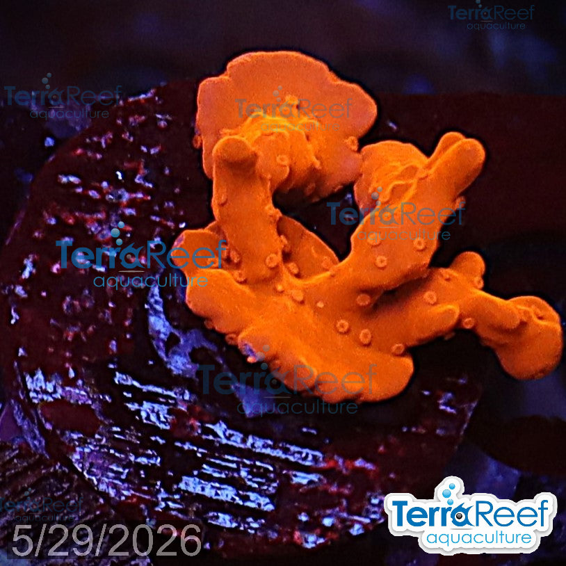 Montipora setosa Coral WYSIWYG Frag 40Right