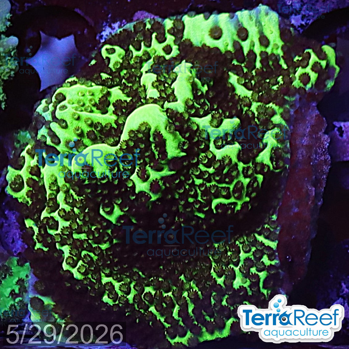 Montipora spongodes WYSIWYG Frag 23Left