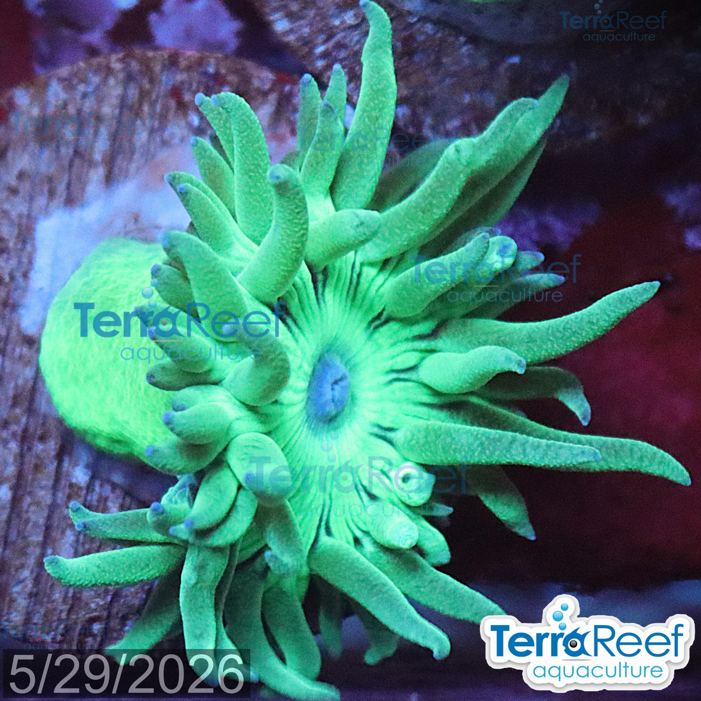 Duncan Coral Duncanopsammia axifuga WYSIWYG 41Left