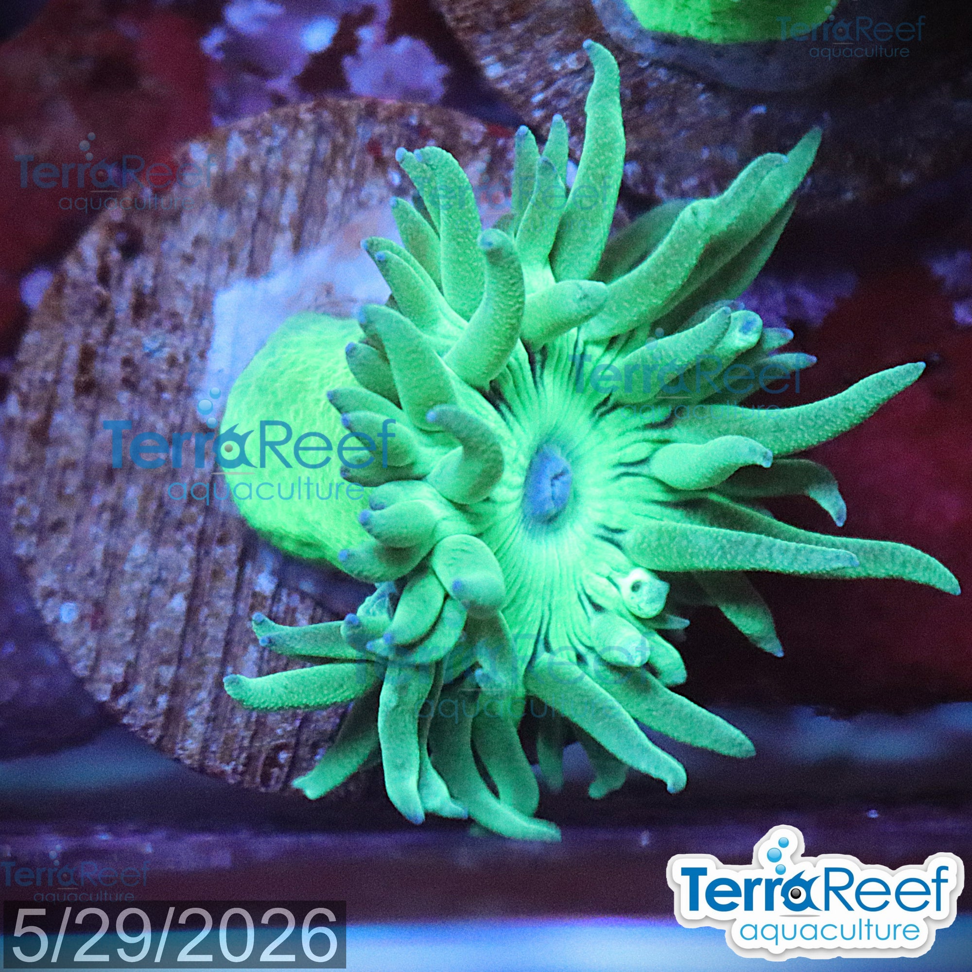 Duncan Coral Duncanopsammia axifuga WYSIWYG 41Left
