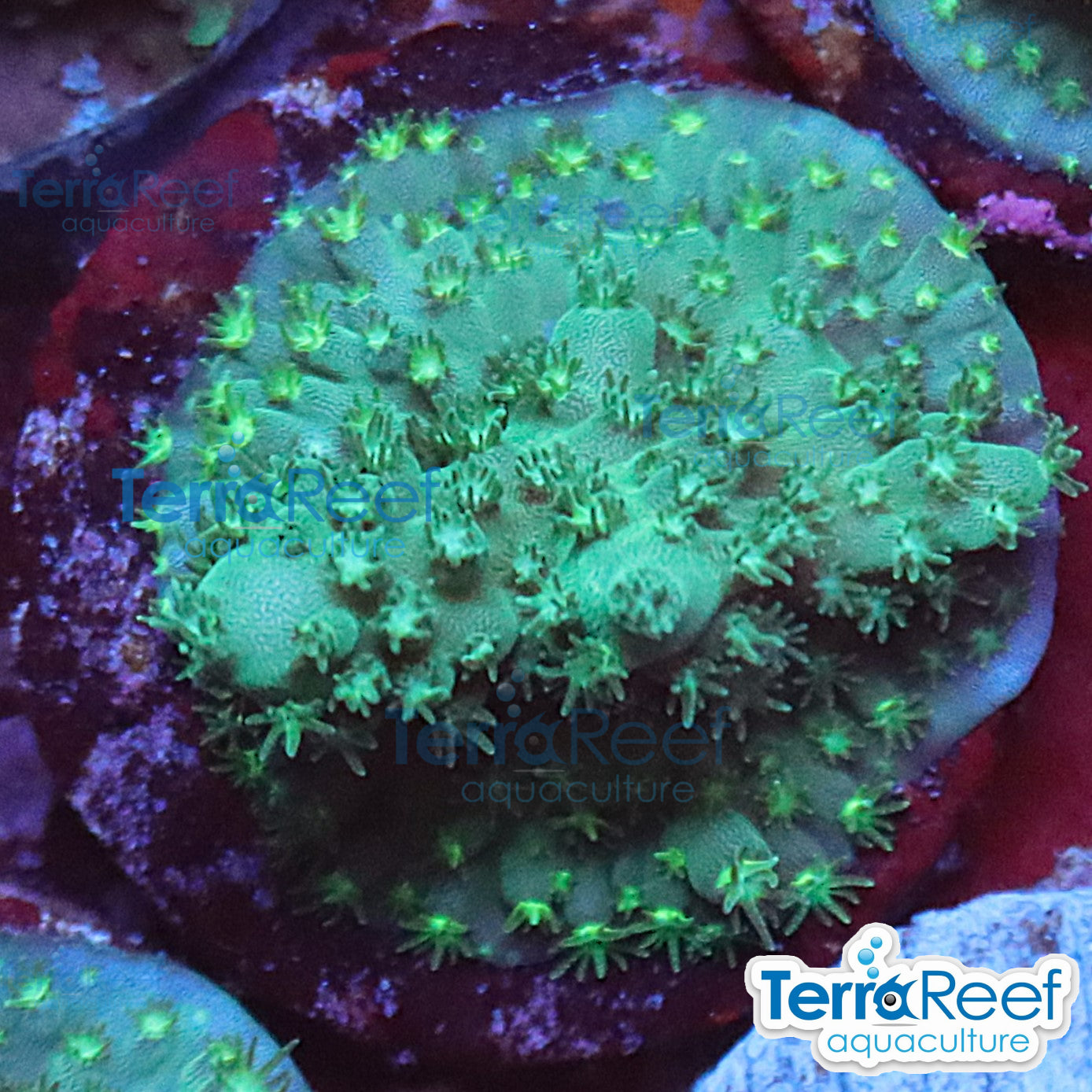 Stubby Finger Acro WYSIWYG Frag 22Middle