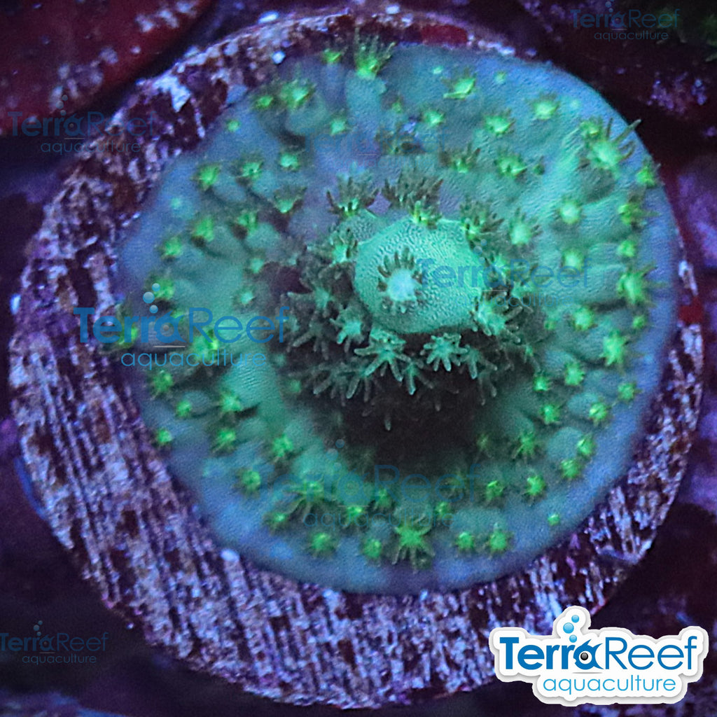 Stubby Finger Acropora aquacultured WYSIWYG coral frag for reef aquarium