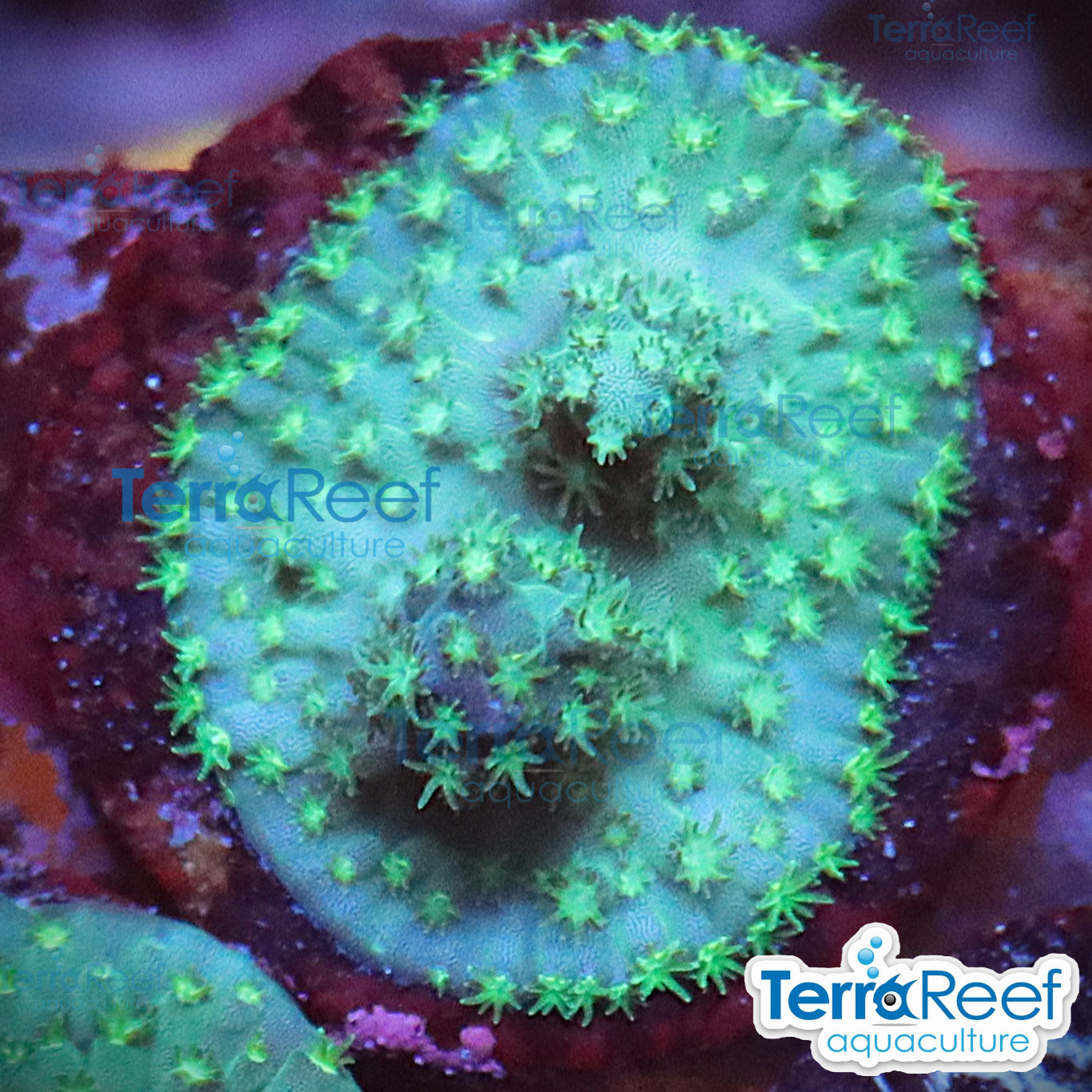 Stubby Finger Acropora aquacultured WYSIWYG coral frag for reef aquarium