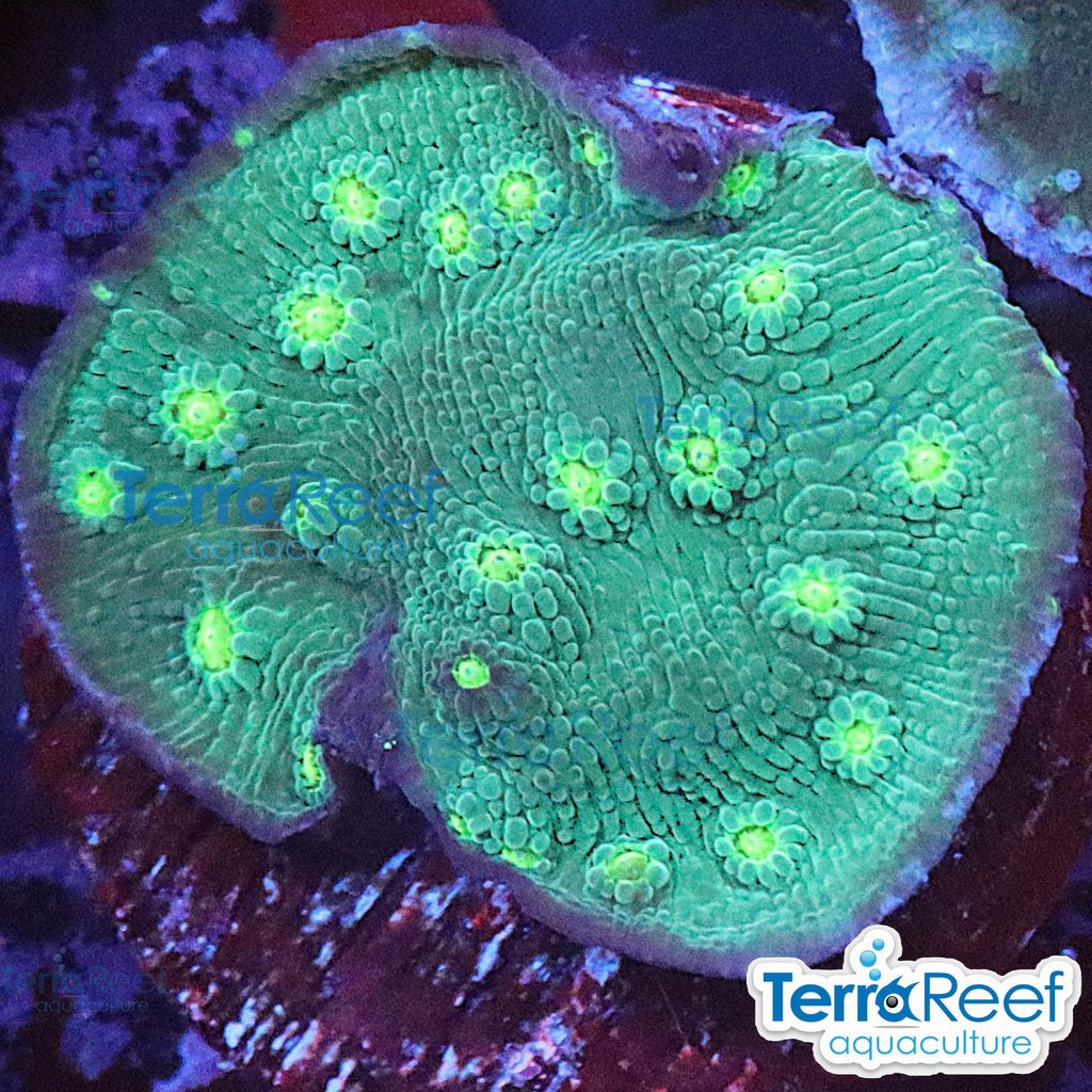 Sprung Stunner Chalice (Echinopora sp.) WYSIWYG Frag 25Left