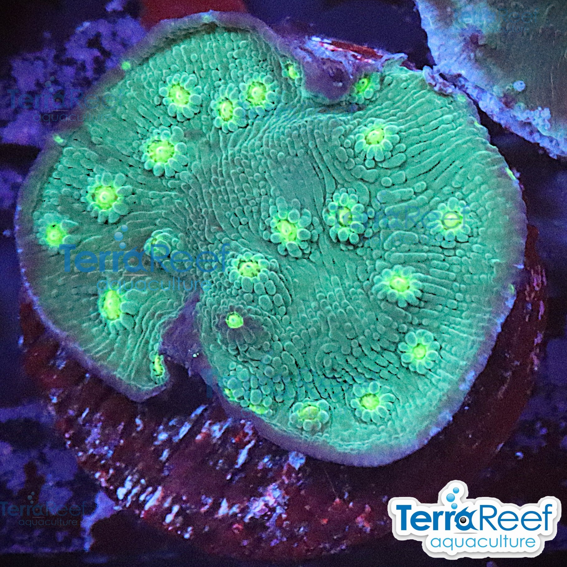 Sprung Stunner Chalice (Echinopora sp.) WYSIWYG Frag 25Left