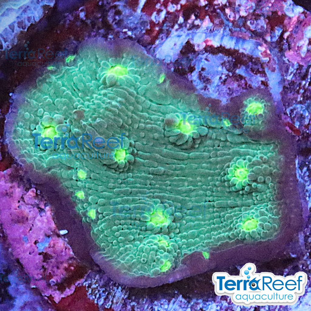 Sprung Stunner Chalice Echinopora aquacultured WYSIWYG coral frag for reef aquarium