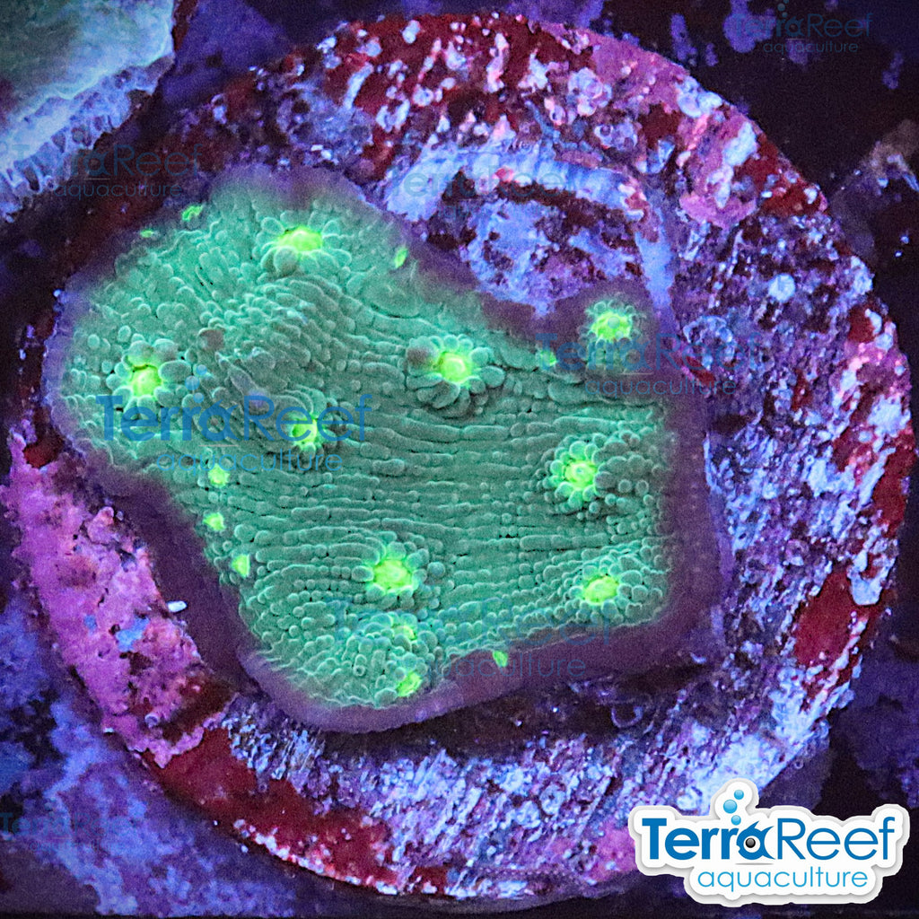 Sprung Stunner Chalice (Echinopora sp.) WYSIWYG Frag 24Right