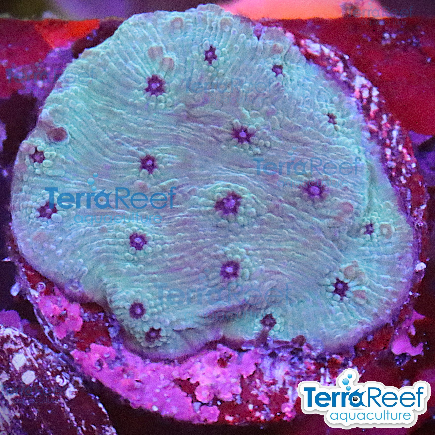 Blue Chalice (Echinopora sp.) aquacultured WYSIWYG coral frag for reef aquarium