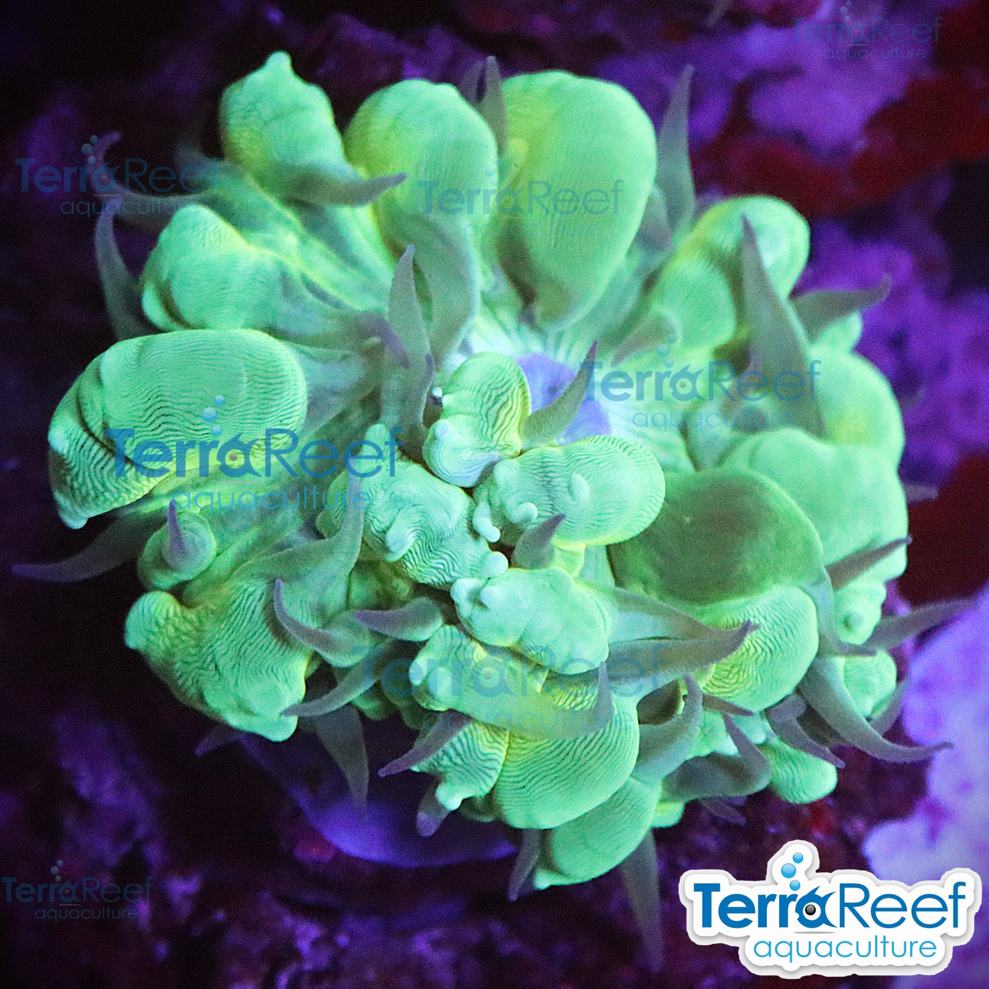 Green Bubble Coral Aquacultured Plerogyra WYSIWYG Frag 8