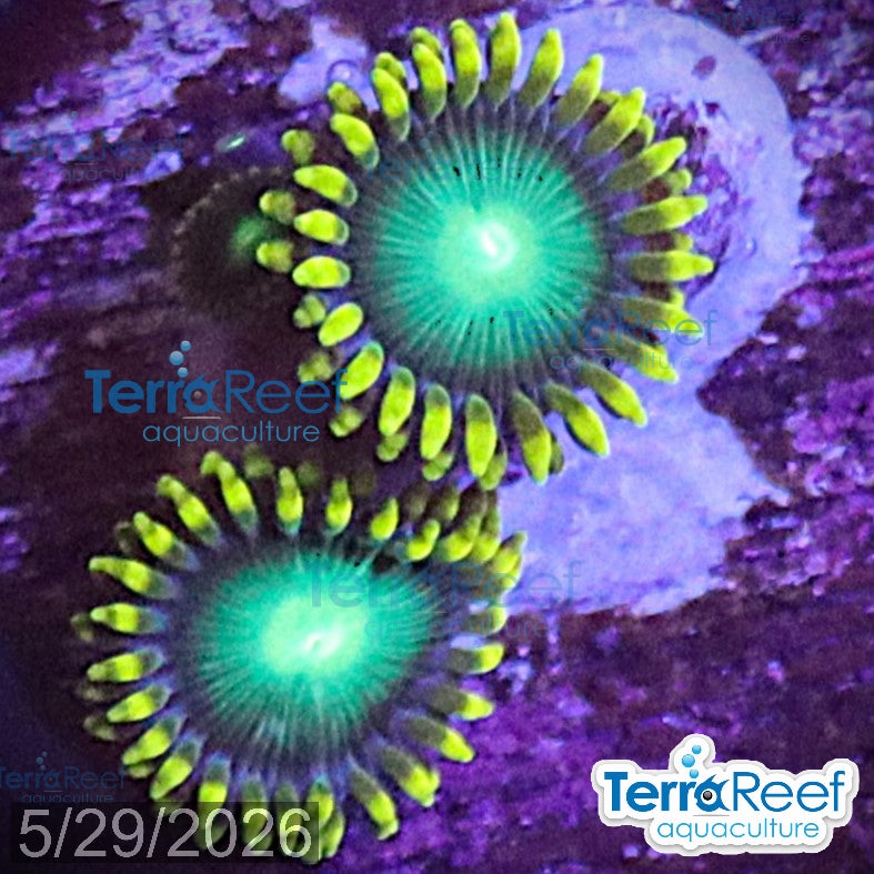 Radioactive Dragon Eyes Zoanthids aquacultured WYSIWYG coral frag for reef tank