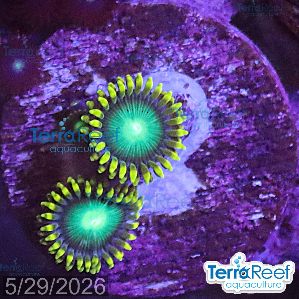 Radioactive Dragon Eyes Zoanthids WYSIWYG Frag 43Left